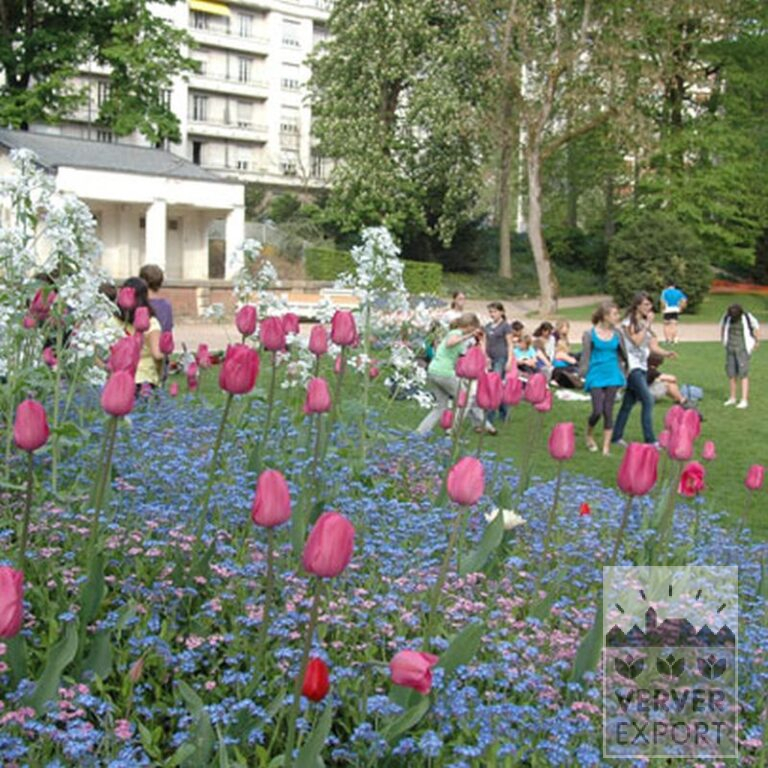 Tulpen 'Pink Impression' (12181) – Bild 2