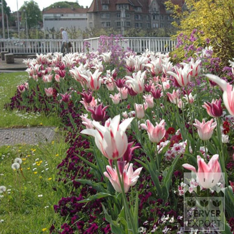 Tulpen 'Ballade' (12184) – Bild 4