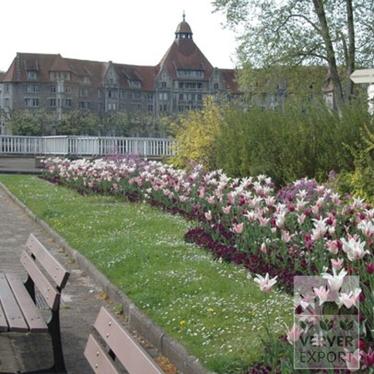 Tulpen 'Ballade' (12184) – Bild 5