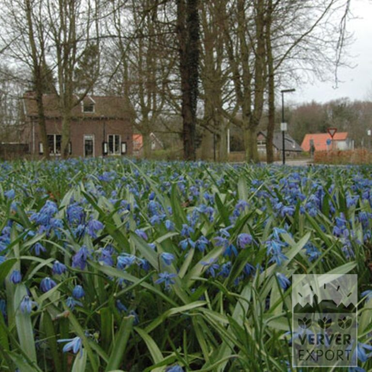 Scilla siberica (16103) – Bild 2