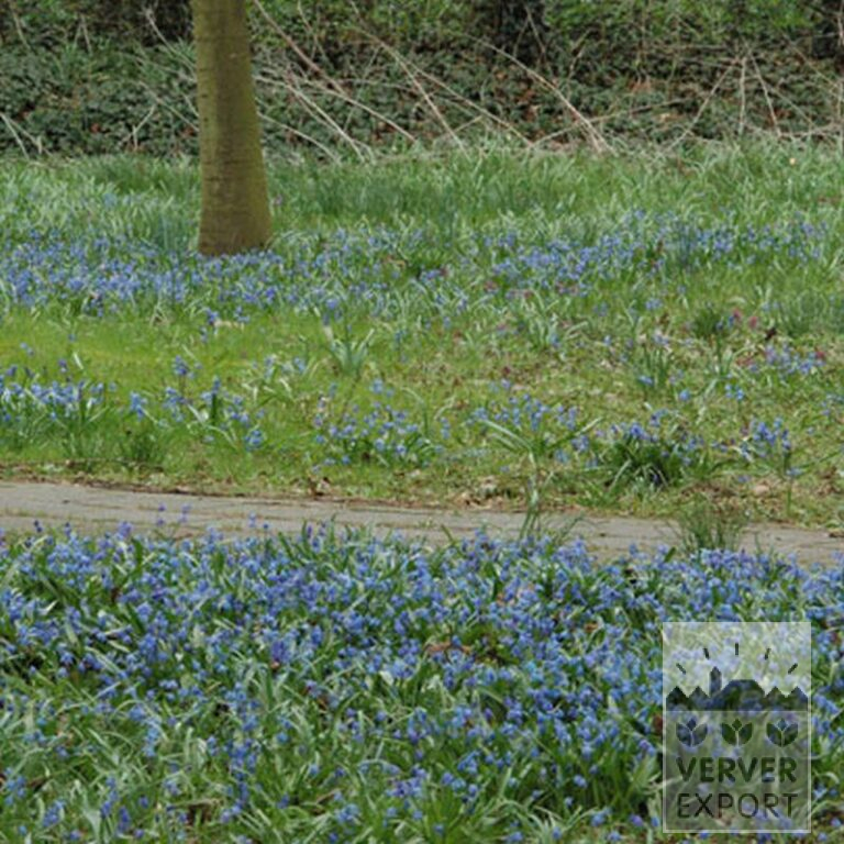 Scilla siberica (16103) – Bild 3
