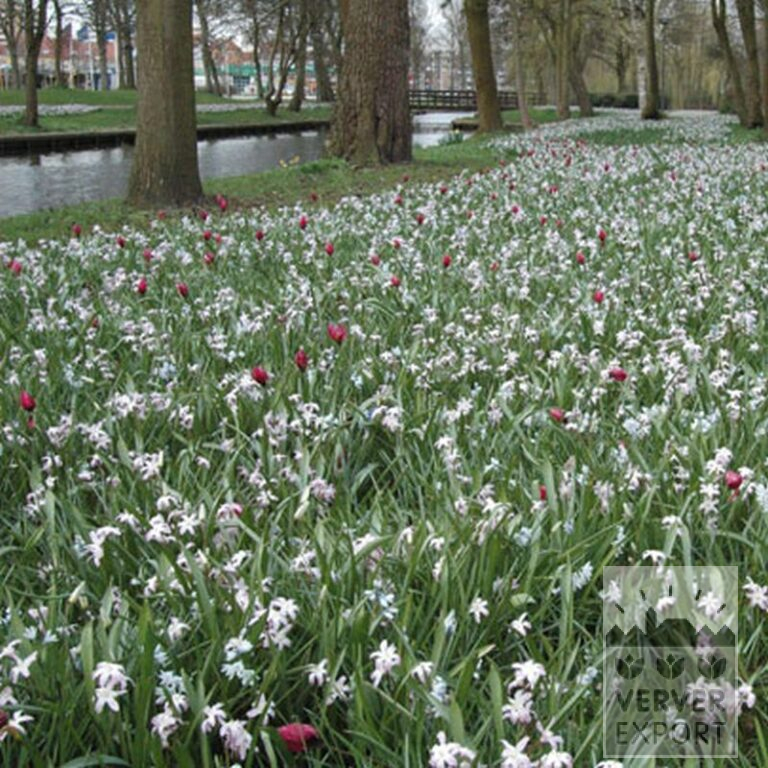 Chionodoxa forbesii 'Pink Giant' (16032) – Bild 3