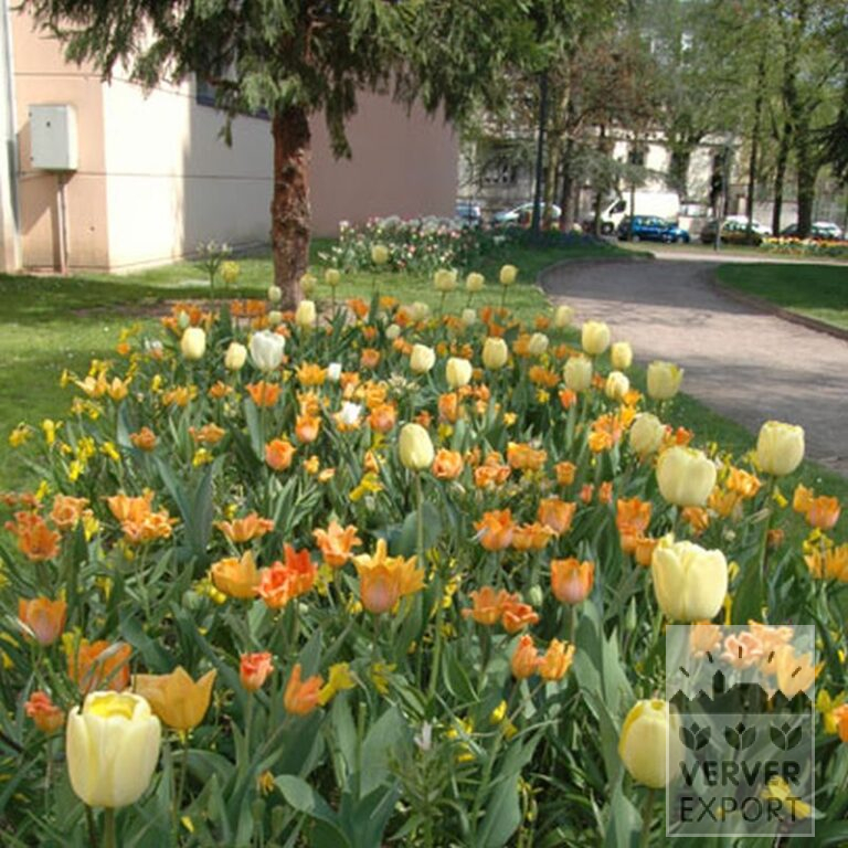 Tulpen 'Ballerina' (12185) – Bild 7