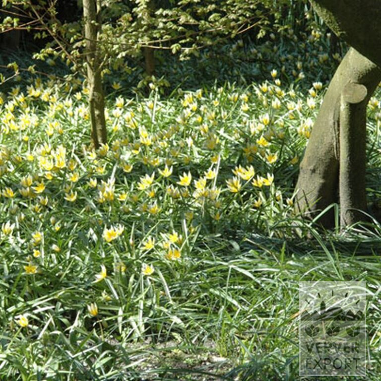 Tulpen tarda (12013) – Bild 2