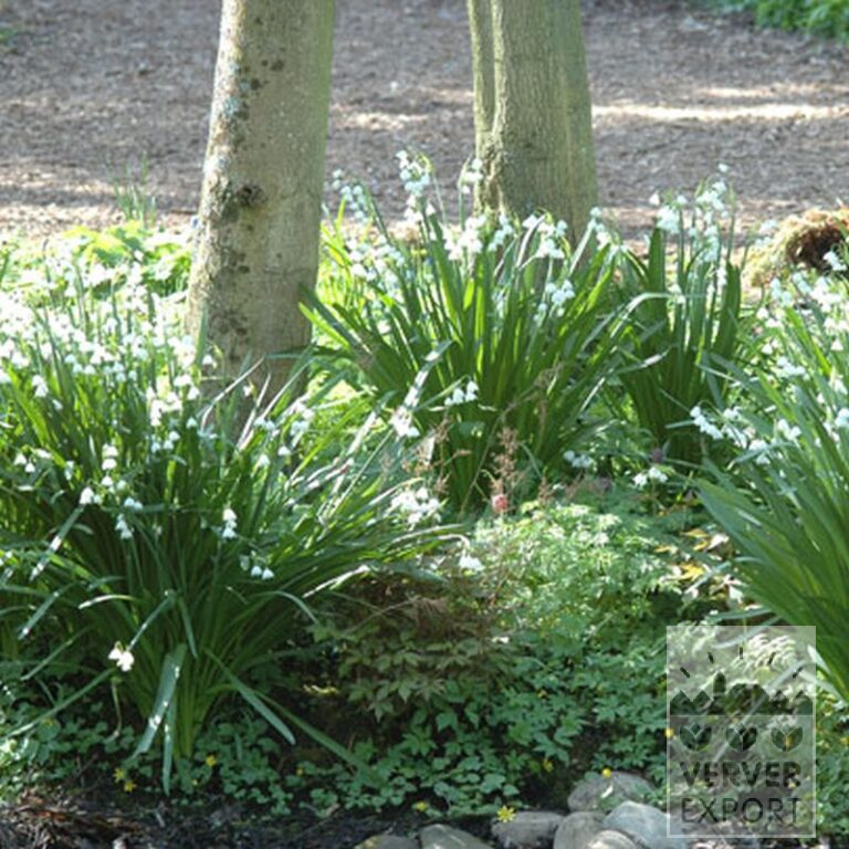 Leucojum 'Gravetye Giant' (16078) – Bild 2