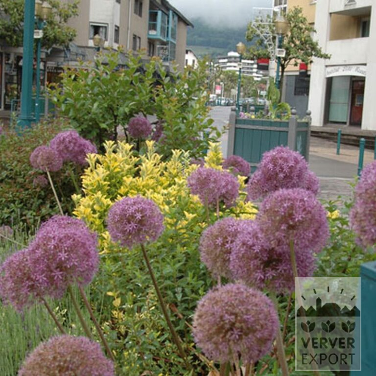 Allium (Zierlauch) 'Globemaster' (16007) – Bild 3