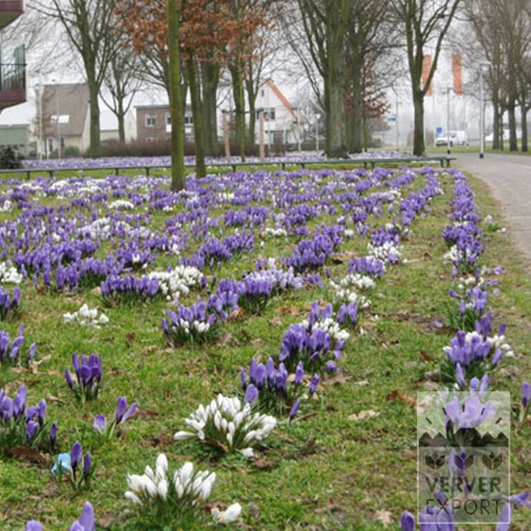 Krokusse 'Jeanne d'Arc' (14002) – Bild 8