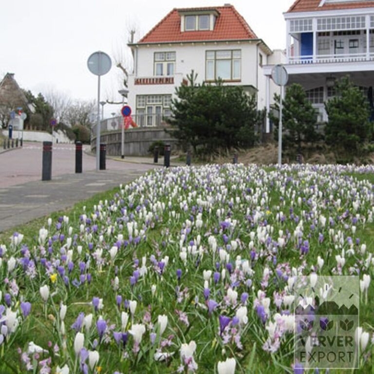 Chionodoxa forbesii 'Pink Giant' (16032) – Bild 4