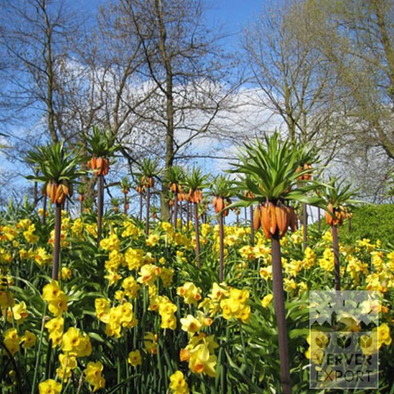 Fritillaria imperialis 'Rubra' (16052) – Bild 6