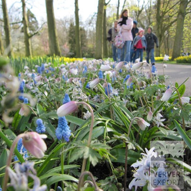 Muscari armeniacum (16079) – Bild 7