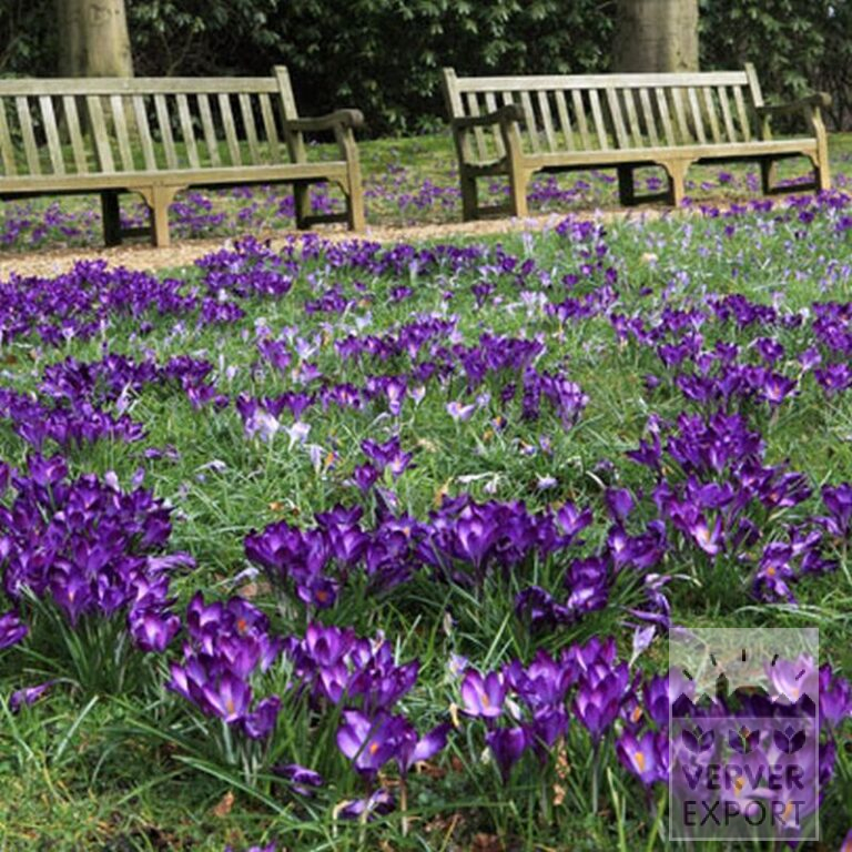 Krokusse 'Flower Record' (14007) – Bild 4