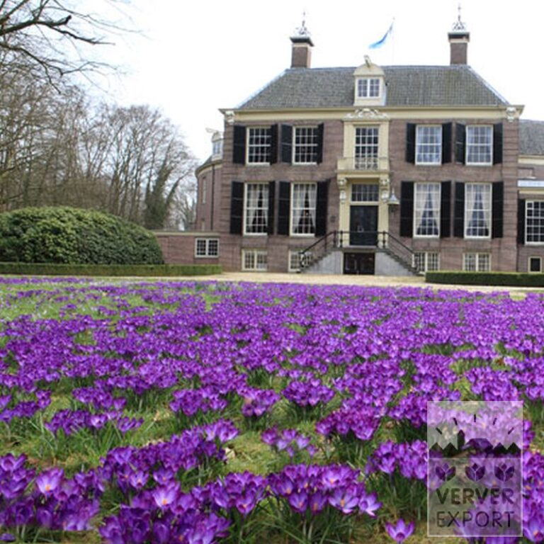 Krokusse 'Flower Record' (14007) – Bild 5
