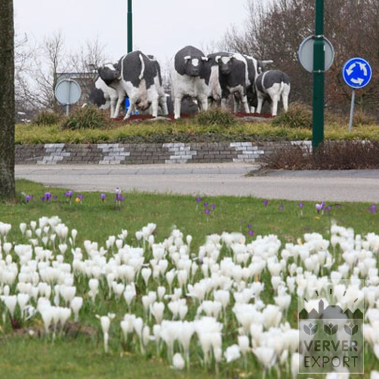 Krokusse 'Jeanne d'Arc' (14002) – Bild 9