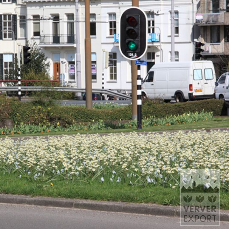 Tulpen tarda (12013) – Bild 3