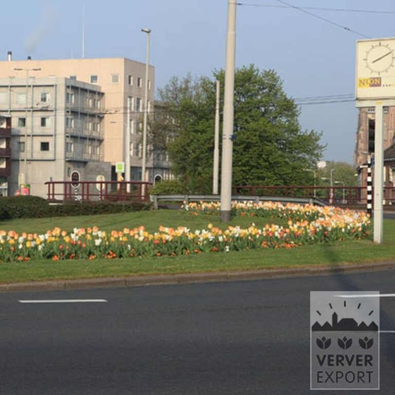 Mischungen Verver 'Ville d'Auxerre' © (11027) – Bild 8