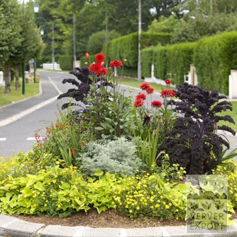 Dahlien 'Witteman's Best' (22285) – Bild 3
