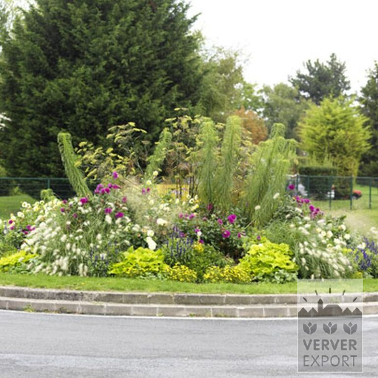 Dahlien 'Fleurel' (22075) – Bild 2