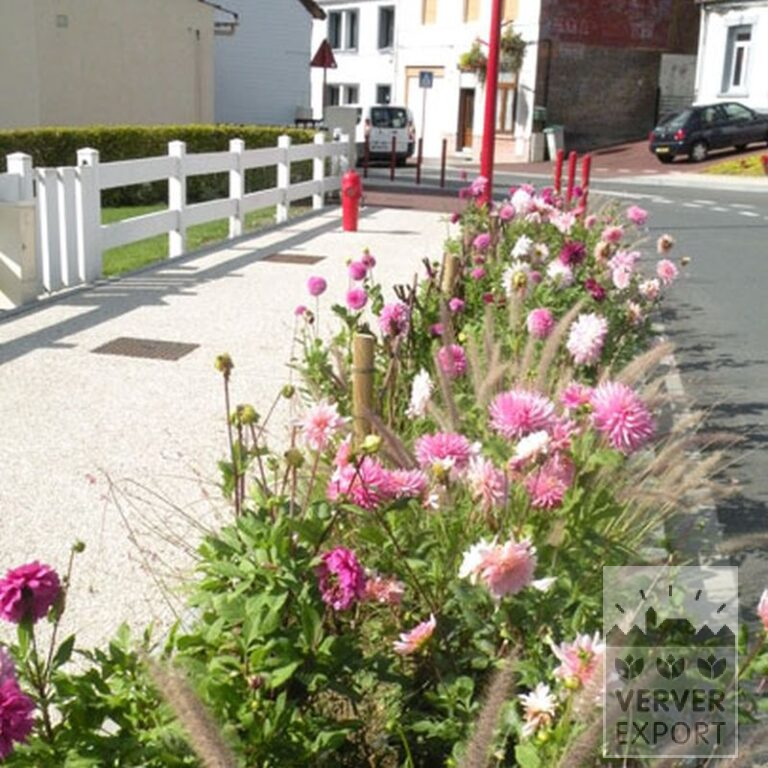 Dahlien 'Nashville' (22257) – Bild 2