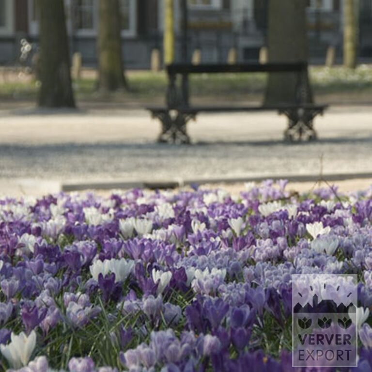 Mischungen Verver 'Océanique' © (11003) – Bild 6