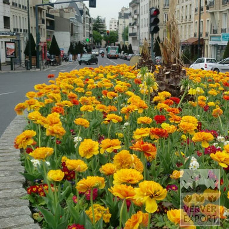 Tulpen 'Double Gudoshnik' (12338) – Bild 2