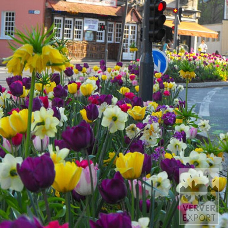 Tulpen 'Jaap Groot' (12313) – Bild 2