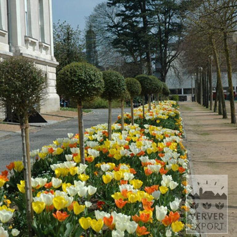 Mischungen Verver 'Ville d'Auxerre' © (11027) – Bild 9