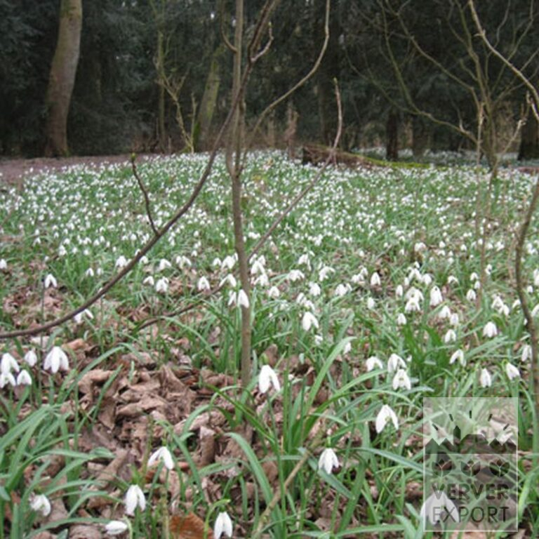 Galanthus (Schneeglöckchen) nivalis (16058) – Bild 2