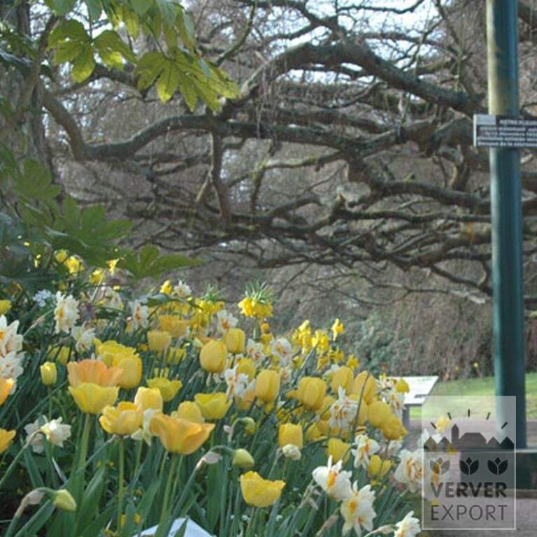 Fritillaria imperialis 'Lutea' (16053) – Bild 15
