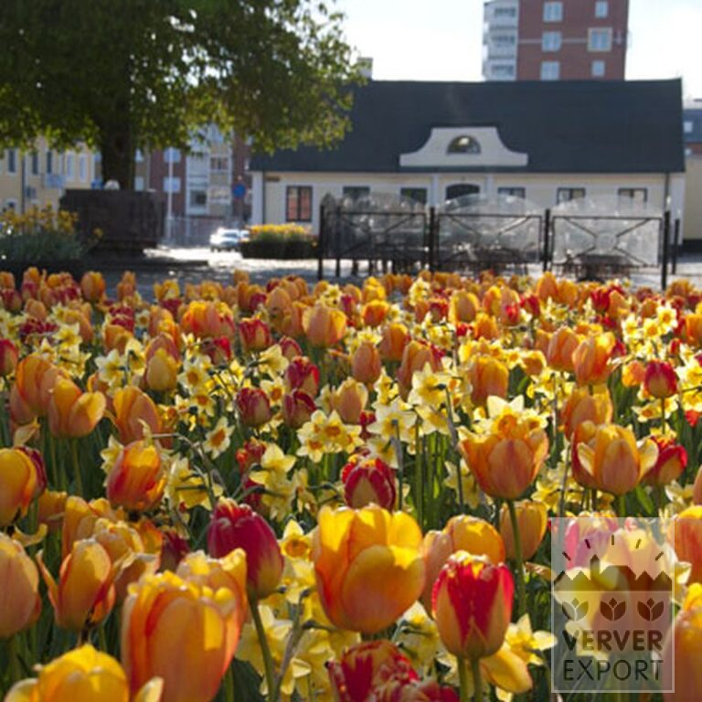Tulpen 'Banja Luka' (12516) – Bild 2