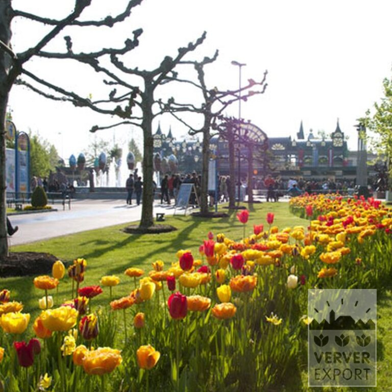 Tulpen 'Helmar' (12211) – Bild 4