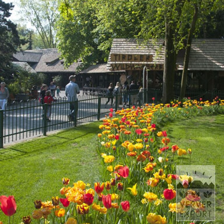 Tulpen 'Helmar' (12211) – Bild 5