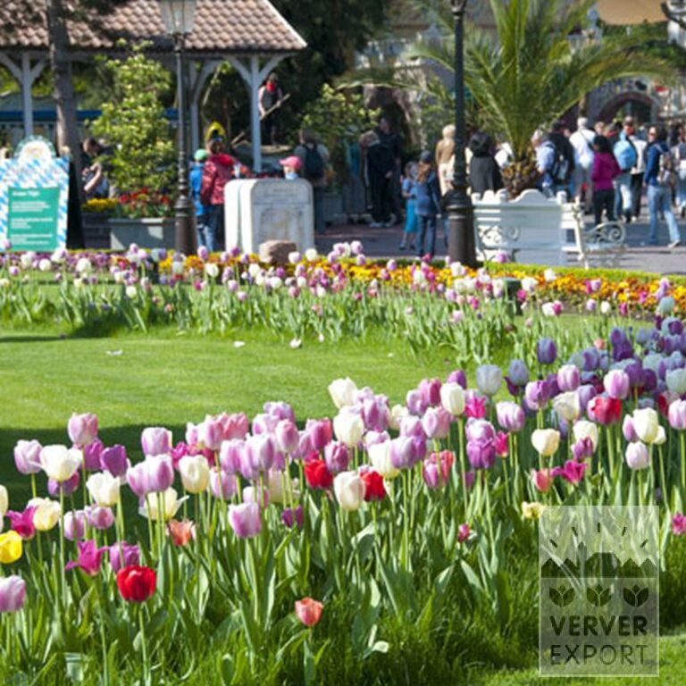 Tulpen 'Pink Impression' (12181) – Bild 3