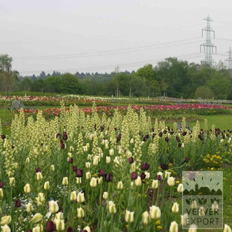 Fritillaria 'Ivory Bells' (16057) – Bild 2