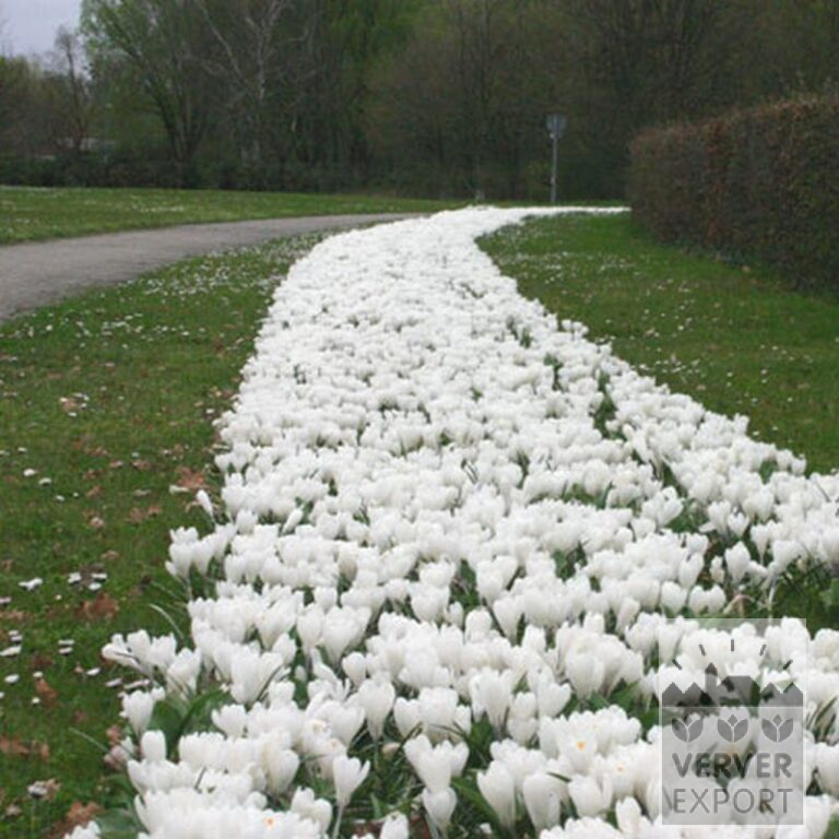 Krokusse 'Jeanne d'Arc' (14002) – Bild 11