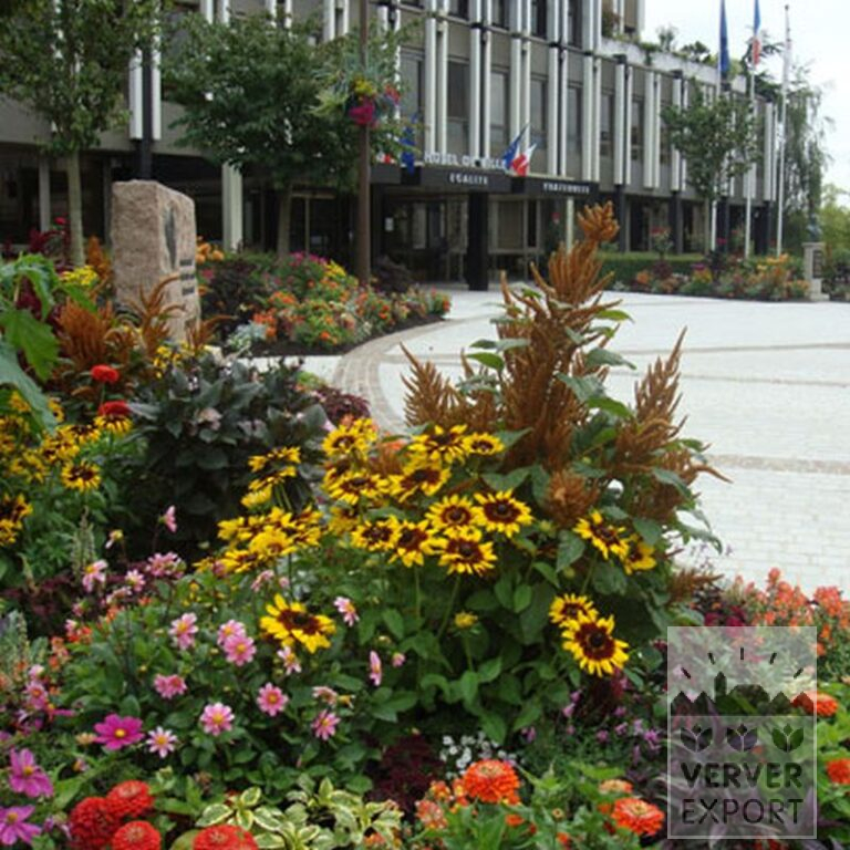 Dahlien 'Bonne Esperance' (22127) – Bild 2
