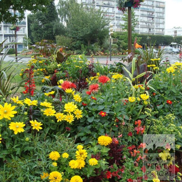 Dahlien 'Witteman's Best' (22285) – Bild 4