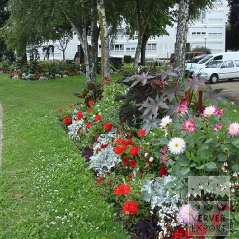 Dahlien 'Park Princess' (22022) – Bild 6