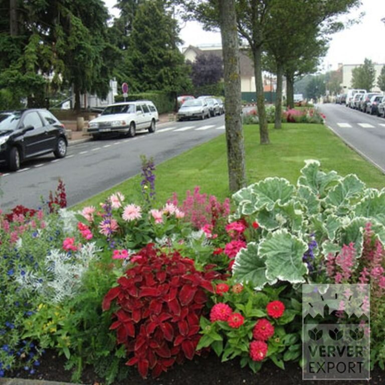 Dahlien 'Park Princess' (22022) – Bild 7
