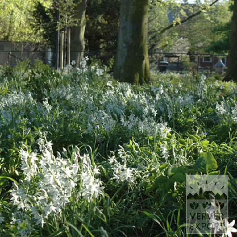 Ornithogalum nutans (16091) – Bild 2