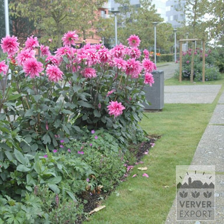 Dahlien 'Babylon Rose' (22229) – Bild 2