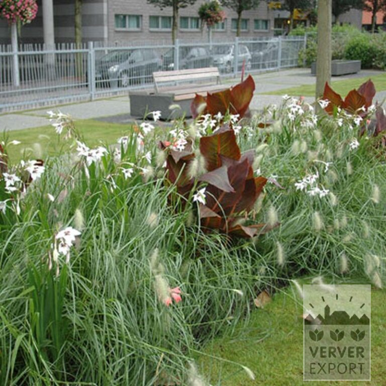 Canna Vorgetrieben 'Durban' (29201) – Bild 3