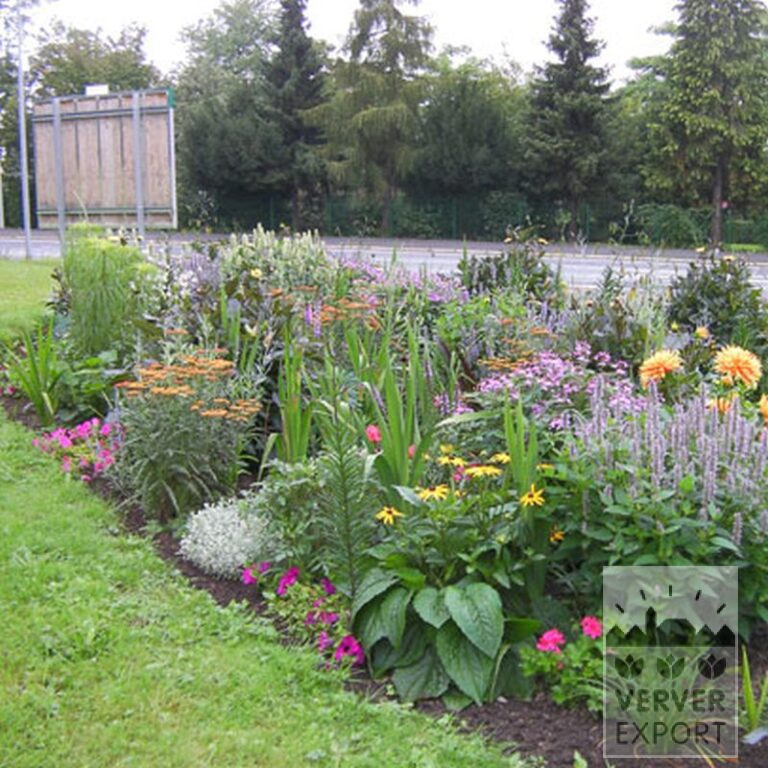 Dahlien 'Ludwig Helfert' (22046) – Bild 4