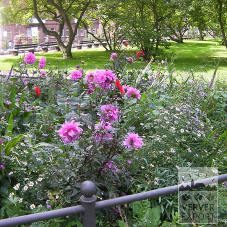 Dahlien 'Babylon Rose' (22229) – Bild 3