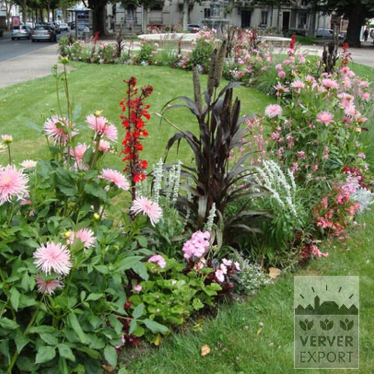 Dahlien 'Park Princess' (22022) – Bild 8