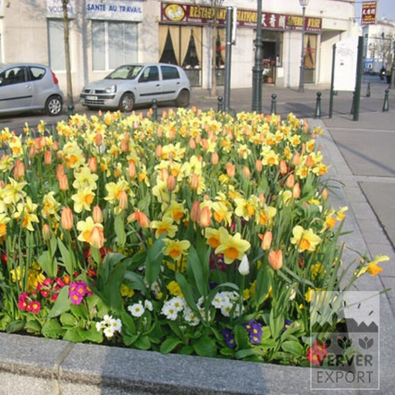 Mischungen Verver 'Ville de Riom' © (11154) – Bild 5