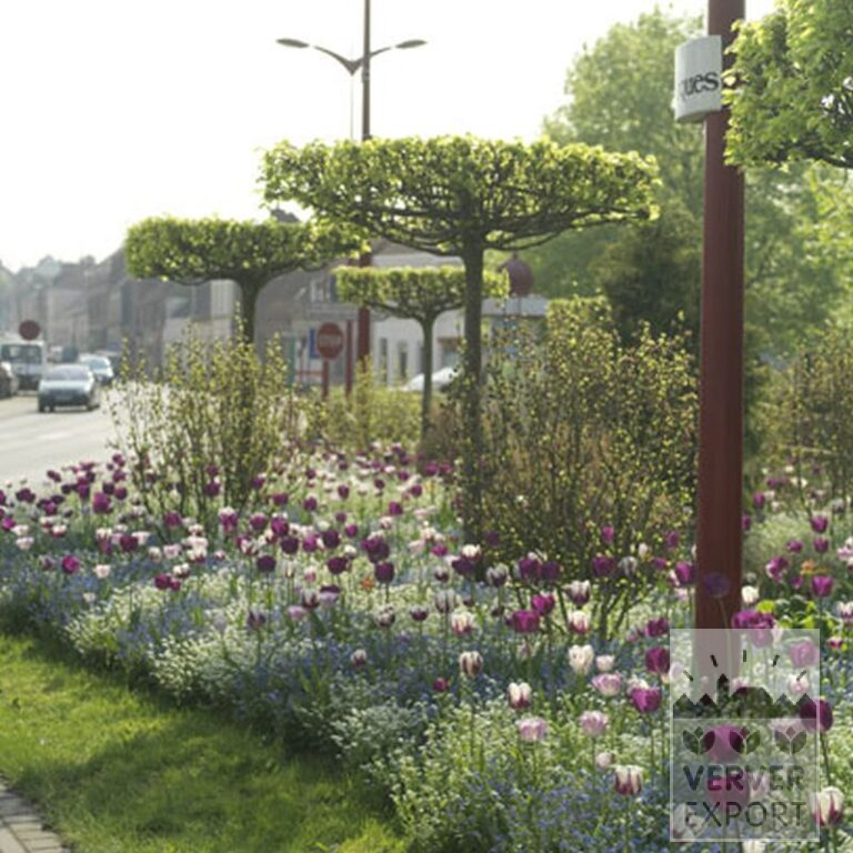 Mischungen Verver 'Violet Sky' © (11130) – Bild 3