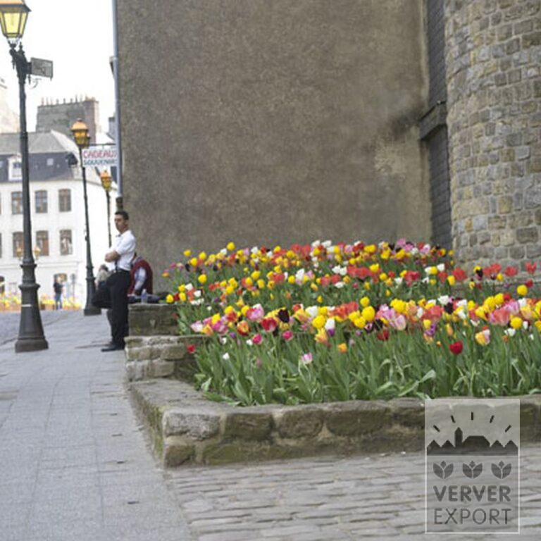 Tulpen 'Havran' (12139) – Bild 9