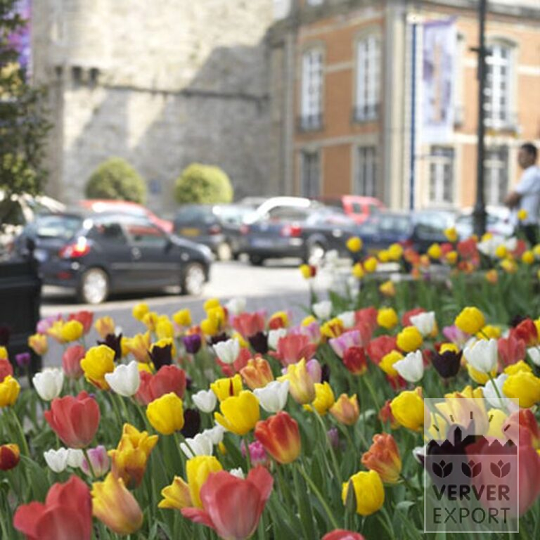 Tulpen 'Havran' (12139) – Bild 10