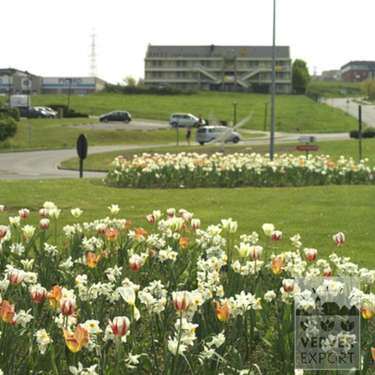 Narzissen 'Thalia' (15066) – Bild 12