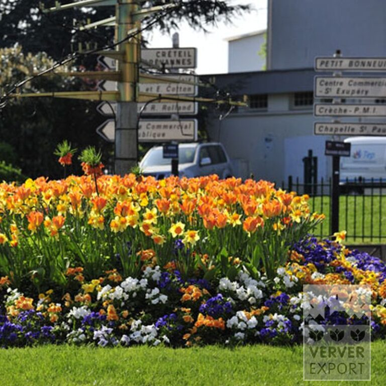Mischungen Verver 'Ville de Riom' © (11154) – Bild 7